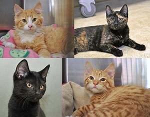 1.3K views · 70 reactions | Here is video of four newly available kittens at the Oak Harbor cat adoption center. They are a friendly and playful bunch! | Whidbey Animals' Improvement Foundation (WAIF) | Facebook