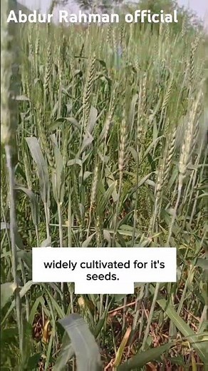 Triticum aestivum |Bread Wheat | Key Features and Uses |abdur Rahman official