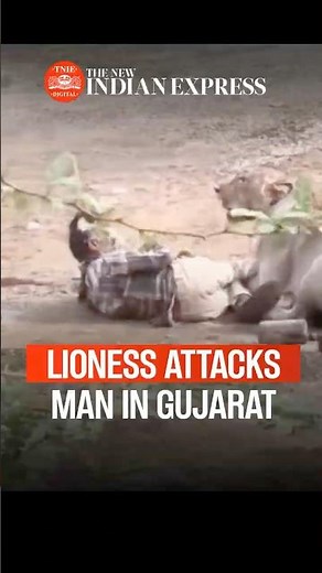 Lioness attacks cattle keeper outside Gujarat home; sparks concern over human-lion conflict