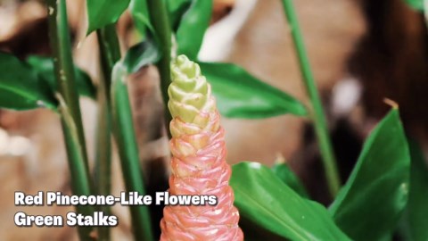 Round Frosted PVC Table Cover Protector for Dining Table | 1.5mm Thick Textured Surface | Waterproof Wipe-Clean Tablecloth for Living Room, Home Office | Diameter 45.28in/115cm