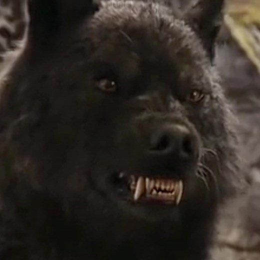 The Alphas>>> #viral #wolf #wolfedit #twilightwolf #twilightwolfedit #samuley #jacobblack #twilightwolfpack #werewolf #plzgoviral #fypシ #foryou #wolvespack🐺