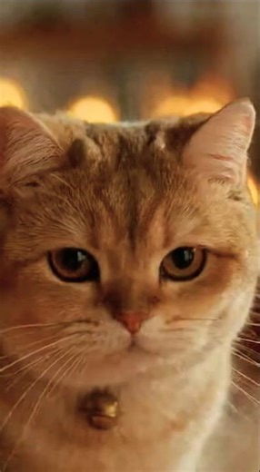 Detective cat on his way...🕵️😸😏...No chance for thieves😉