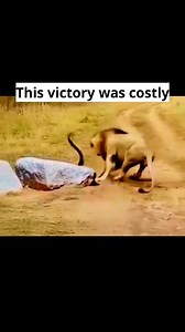 200K views · 1.3K reactions | When the lion challenged the cobra, a...