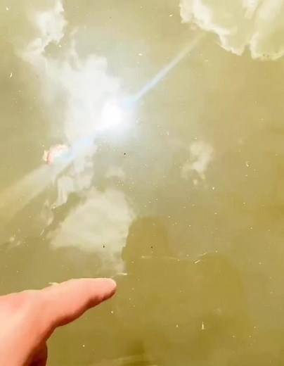 Was not expecting that!!👇🐟 #animalfriends #Fish #hungry #GetTheLook