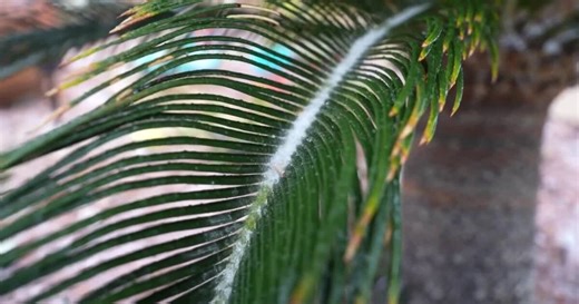 Don't let your trees freeze: tips to save your palm trees