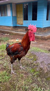 C'est la dernière note du chanteur 🤣🤣🤣 #reelsvideoシ #reelsviralシ #reelfacebookviral #humourfrançais #comedyreels #comediahumor #comedy #comedia #haitian #haitianfacebook | Tiess509