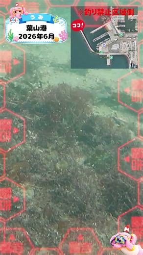 知育動画で楽しく学ぶ【水中映像】今日は魚いるかな？🐟 葉山港の海の中🌊2026年6月