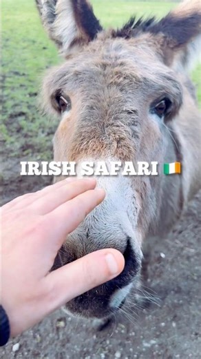 Irish Safari 🇮🇪 Donkeys and a Beautiful Horse in the Wild