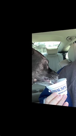 Bodhi was so excited to get out and get a pup cup from @Braums Ice Cream store #310 in Double Oak, TX 75077. He had a few of my fries too! #pupcup #braums #dogdad #dogsoftiktok