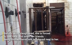 Inside a slaughterhouse that supplies leather to Wilson Football, cows watch in sheer terror as their herd mates are killed & skinned knowing they'll be next 😢 Join us in urging NFL & CFL to punt leather footballs out of the stadium! | PETA (People for the Ethical Treatment of Animals)