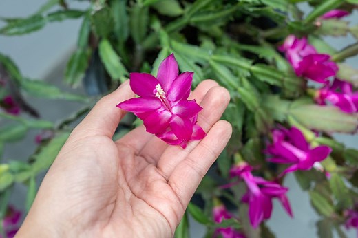 New to Plant Parenting? Here's How to Care for a Thanksgiving Cactus
