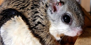 Machine Learning Could Predict Outbreaks by Identifying Dangerous Rodents