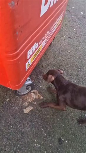 4.9K views · 14K reactions | Biffa Bin Bashing for Rats!! #rollothepatterdale #patterdaleterrier #rattingdog #ratting #rattingwithterriers #pestcontrol #Essex #kent #london #workingdog #dogsofinstagram #ratsofinstagram #terrier #rathunter #vermin #bin #rat #dog | Billy Burroughs | Facebook