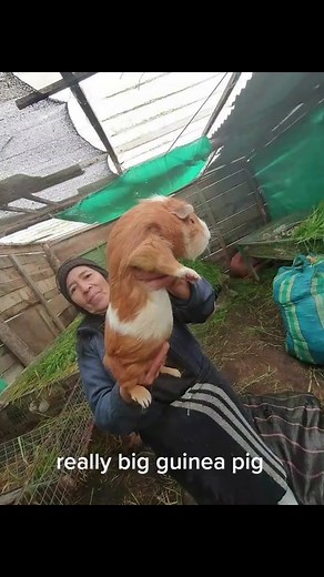 Biggest Guinea Pig Breeds: A Fascinating Look at Giant Cuyos