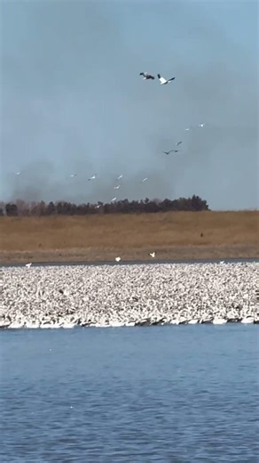 Federal waterfowl production area. Conservation efforts in action… #waterfowlhunting #birdwatching
