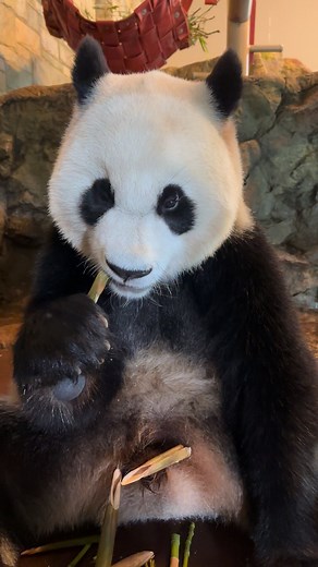 132K views · 3.1K reactions | During the spring, bamboo starts to...