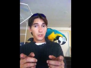 Q&A | Macaws | how to pet a macaw (For Beigenners)