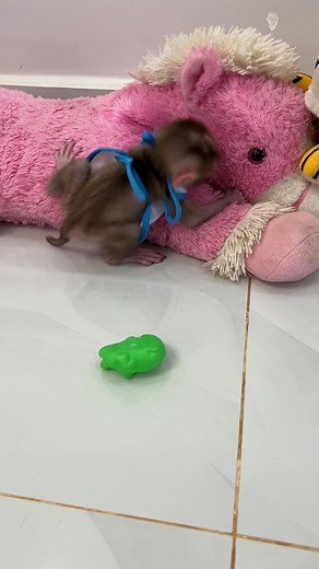 Small Baby Tauch Seem To Angry Mom Give Him Lonely Playing #baby #monkey #babymonkey | Monkey Harry's Family