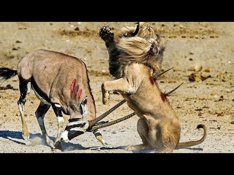 Oryx Companions Save One Oryx From a Lion’s Deadly Attack