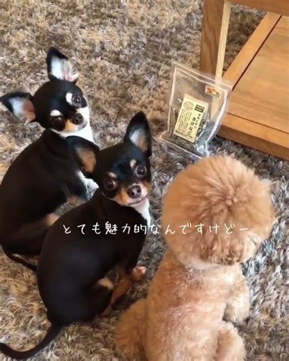 #dog #puppy #dogs #instadog #doglover #dogoftheday 6