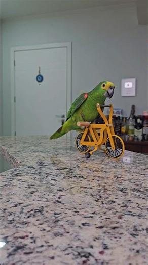 Cycling parrot #parrot #parrots #birds #bird #animals #bike #bikelife #bmx #bmxlife #cycling #meme
