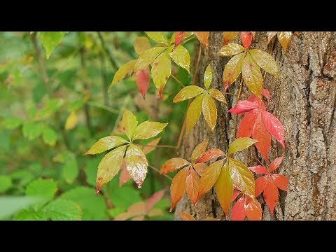 Gentle Rain On Leaves In Forest Sounds For Sleeping ~ Calm Nature Dripping Drops Ambience