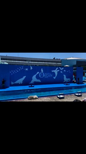Sea lion live show #MoreFunAwaits #oceanvibes #oceanview #Sealion6DMi #sealionlove #fypreels | Didith B. Carmona