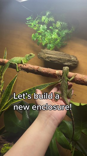 @zenhabitats #zenhabitats #chinesewaterdragon #chinesewaterdragons #lizard #babylizard #lizards #pets #fyp #foryou #animals #reptiles #enclsoure #pet
