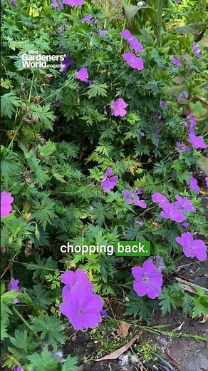 How to get MORE flowers on hardy geraniums