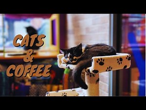 Cats and Coffee Galore a Kitty Cafe in Leeds