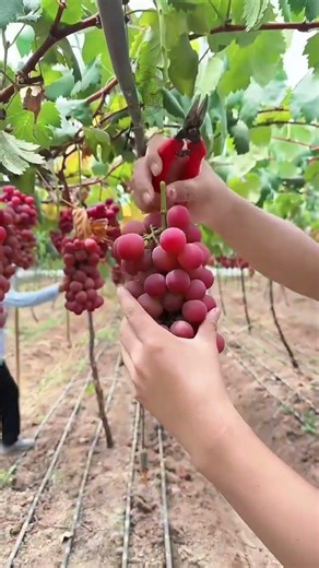 SUPER SWEET RED GRAPE HARVEST 🍇