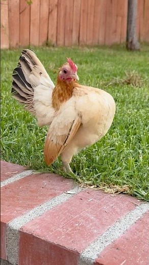 World’s Smallest Chicken Breed: TINY SERAMA HEN