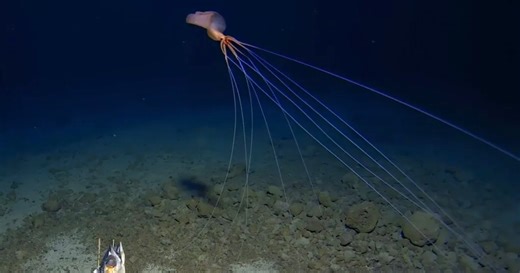 Giant Bigfin Squid Filmed Walking Around on Its 13-Foot-Long Tentacles
