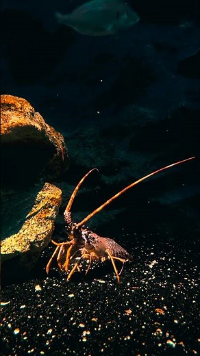 Lobsters shed their shells to grow.