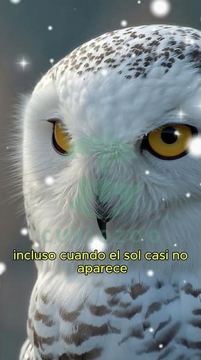 El Cazador Silencioso del Ártico ❄️🌌: El Búho Nival