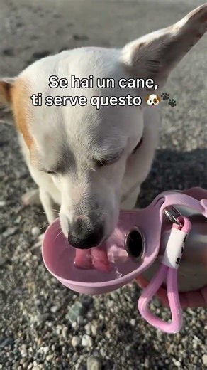 Pet water bottle 🥳🥳🥳 #petwaterbottle #bottle #protablepetwaterbottle #to-gowaterbottle