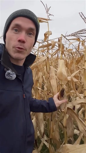 karel x 🌽 #agronoomianurk #agriculture #põllumajandus #silage #maize #corn #cornhub #harvest #koristus #mais #johndeere #maizesilage #wrongsize #lifeisgood | agronoomianurk