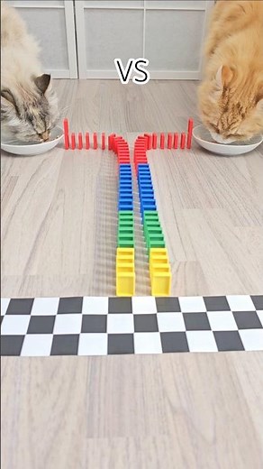🐈 cat playing with dominoes 😺 #catvideos #cat #domino Nr.35