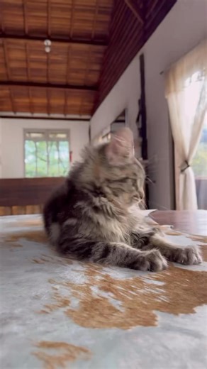 7.6K views · 705 reactions | A spectacle of nature in feline form ✨...