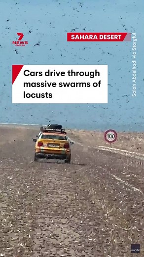 Surprising Locust Swarms in the Sahara Desert