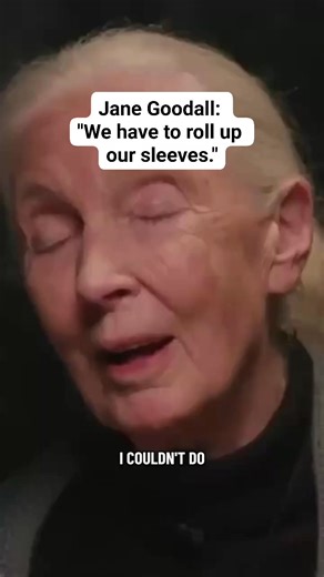 141K views · 13K reactions | Thank you, Jane Goodall, for rolling up your sleeves, climbing over, crawling under, working your way around, and showing us the way. 91 years of making a difference and giving us all hope. Rest easy, JG.  You can watch her full 2023 interview with GBH News at the link in the comments. | GBH | Facebook