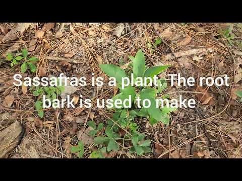 Growing Sassafras and the benifits.