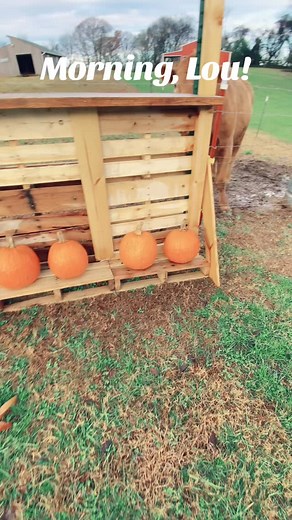 Five, sometimes six days a week, I call goodbye to Lou ( who is usually standing in this very spot) as I back out of the garage and drive away to work at 6:30. 😢 But not today❤️🐂 Happy Saturday! #cowscomehomesanctuary #cowlove #cows #louthemoo #friendsnotfood #vegan | Cows Come Home Farm Sanctuary