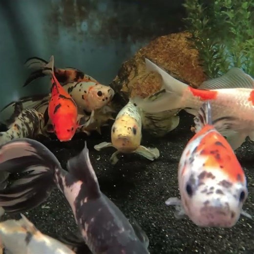 #Underwater footage of large high quality shubunkin goldfish. #infoorpond #watchfullvideo