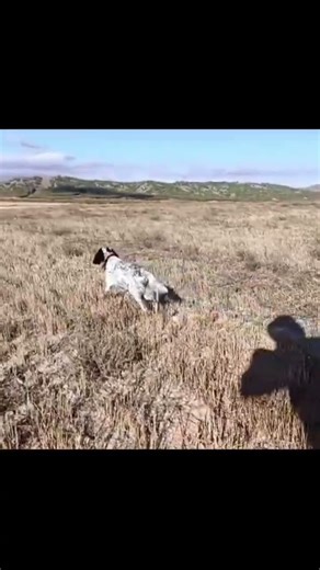 Guia y muestra de Arya, nuestra setter inglés de 1 año del afijo #caza #perro #cazaespaña #cazamenor