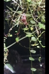 This video shows the true tiny scale of Juvenile Red Devil Crabs! 🦀 Creeping along the small branches of the Red Devil Crab exhibition, this juvenile’s carapace is just 4mm across, allowing it to vanish among the undergrowth shortly after being filmed. 🌿 They can be found in our Deep Blue One exhibit. 📍 #TheDeepHull #Hull #Aquarium #RedDevilCrab #DevilCrab #JuvenileRedDevilCrab | The Deep