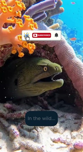 I Caught This Eel… Then Let It Go Instantly #aquarium #predator #marinelife #wildlife