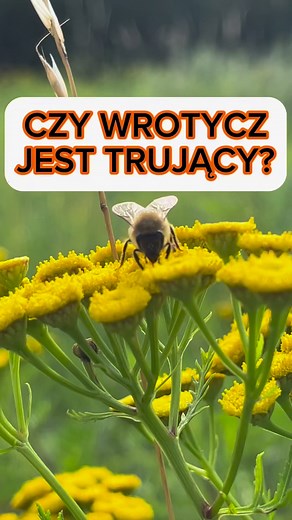 757K views · 1.5K reactions | Czy wrotycz jest trujący? #natura #zdrowie #zioła #las #łąka #wiedza #herbs #wiedza #wrotycz #naturalnasiła | Naturalna Siła - Naturopata Krzysztof Sorodnik | Facebook