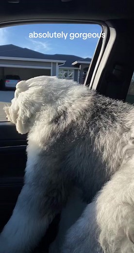 Dream dog! 😍 paddy is the best. I love his long hair here. #fyp #dogsoftiktok #sheepdog #oldenglishsheepdog #sheepadoodle