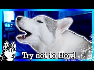 TRY NOT TO HOWL CHALLENGE | Dogs React to Howling